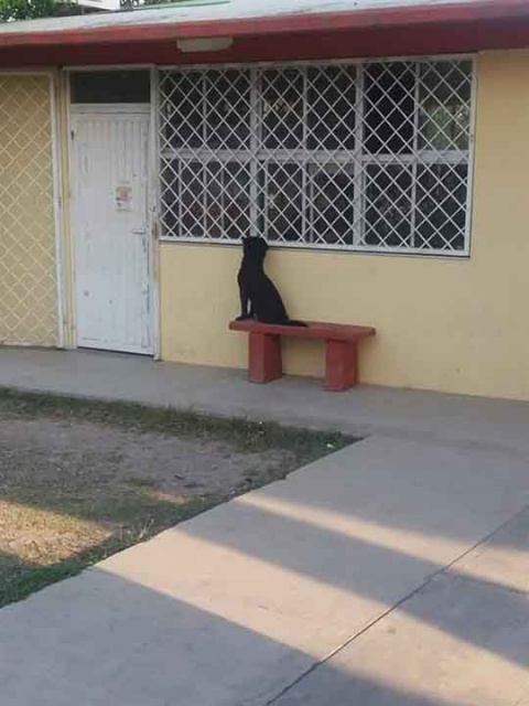 Perrito llegó hasta la escuela de su amo para verlo a través de la ventana