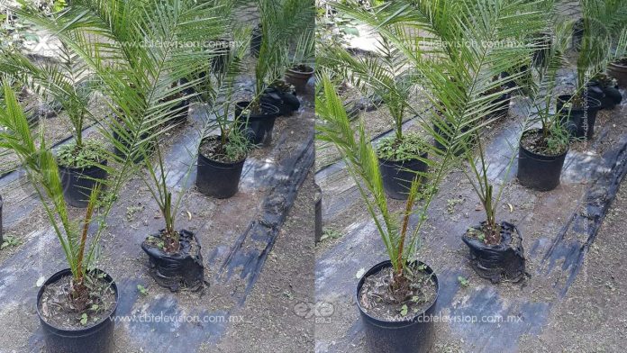 Regala árboles el vivero municipal de Zitácuaro