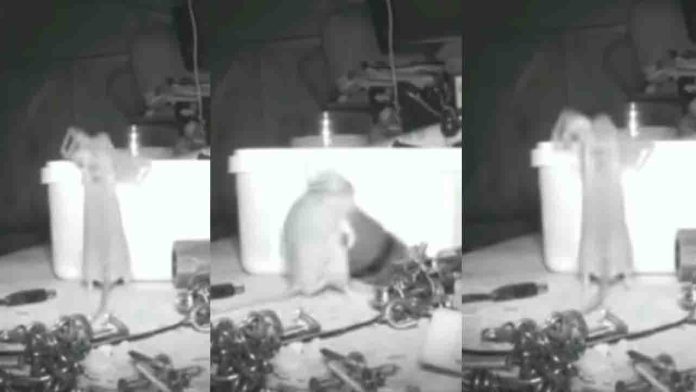 Alguien ordenaba todas las noches su taller, pone una cámara y descubre que era un ratón