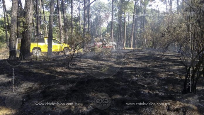 Incendio en Uruapan perjudica varias hectáreas de bosque de pino y encino