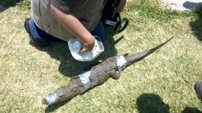 Rescatan dos cocodrilos de una finca en Guanajuato