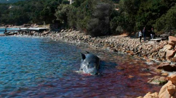 Aparece otra ballena muerta llena de plástico