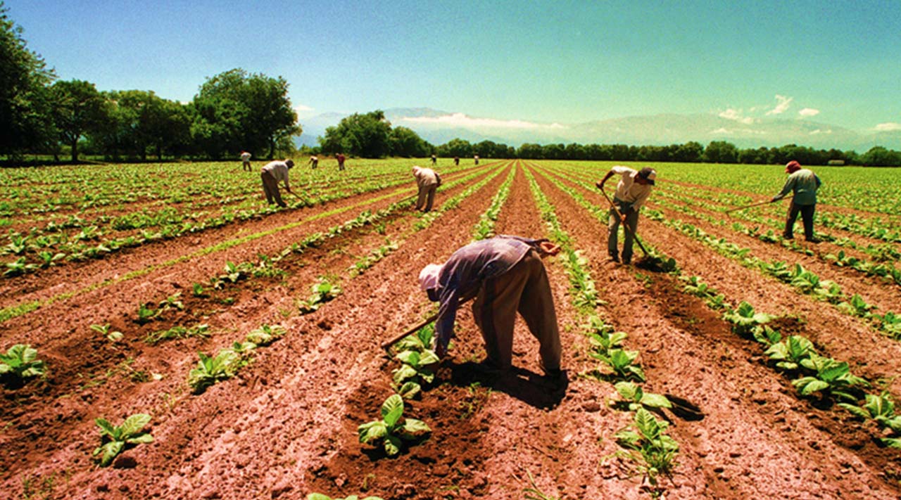 Sader publica apertura de ventanillas para la compra de coberturas del ciclo agrícola otoño-invierno 2018/2019 Sader publica apertura de ventanillas para la compra de coberturas del ciclo agrícola otoño-invierno 2018/2019
