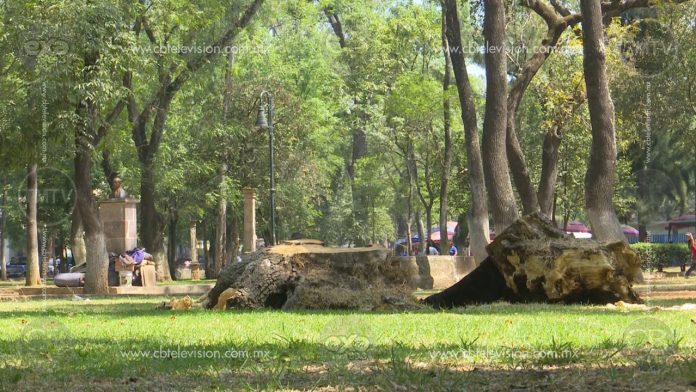 Bosque Cuauhtémoc abandonado por autoridades