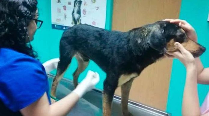 “El Bronco” adopta al perrito que se quedó al lado de su dueño atropellado