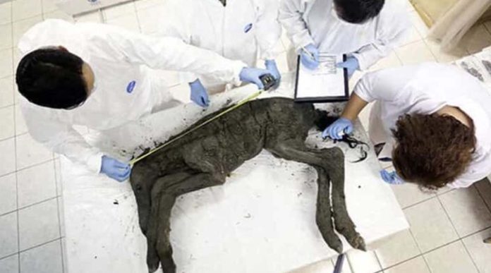 Como de película: Científicos clonarán especie de caballo extinta hace más de 42, 000 años