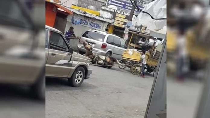 Caballo agotado cae al suelo y su dueño en lugar de ayudarlo lo golpea