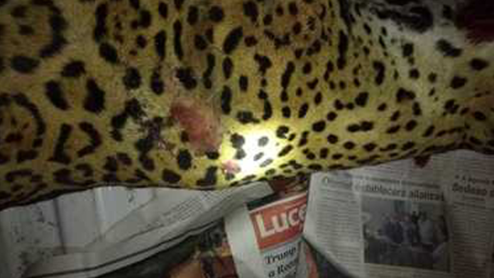 Jaguar muere atropellado en Quintana Roo