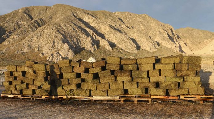 Incineran más de 10 toneladas de marihuana en Coahuila 