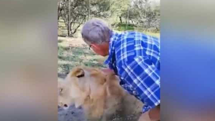 VIDEO: Tras ignorar las reglas, hombre es atacado por leona