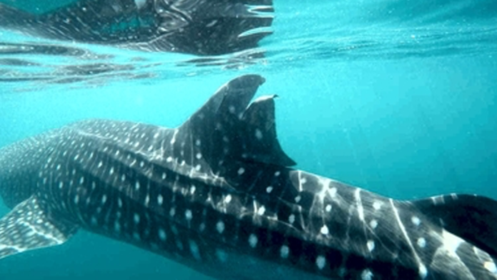 Profepa presenta denuncia contra el responsable de embarcación por golpear a tiburón ballena