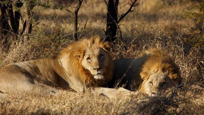 Elefante mata a cazador y su cuerpo es devorado por leones