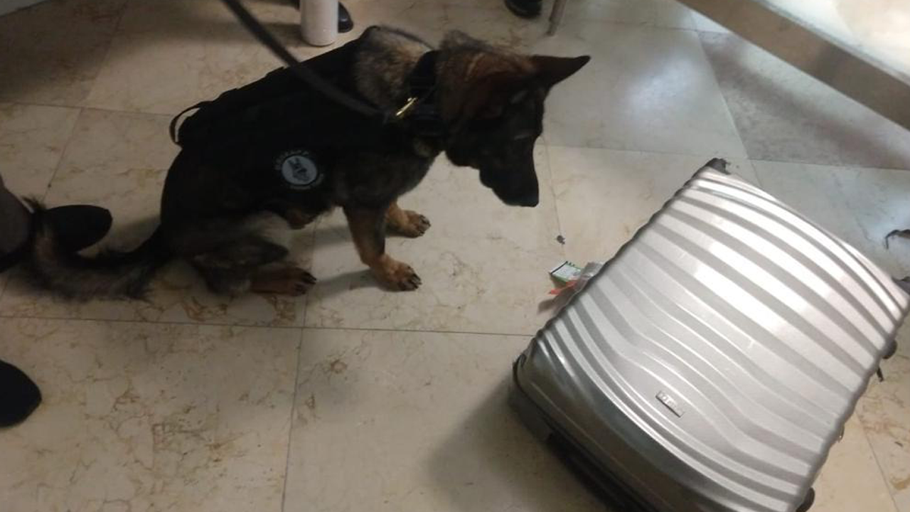 Localiza FGR en aeropuerto de Cancún estupefaciente transportado en una maleta Localiza FGR en aeropuerto de Cancún estupefaciente transportado en una maleta