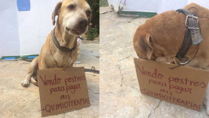 Perrito se hace viral por 