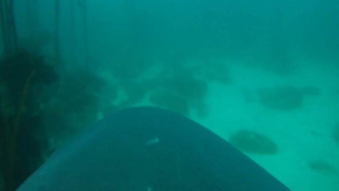 VIDEO: Le ponen una cámara a un tiburón y esto grabó