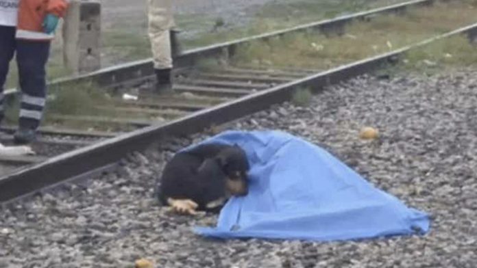 Perrito se queda junto a su amo que perdió la vida arrollado por el tren