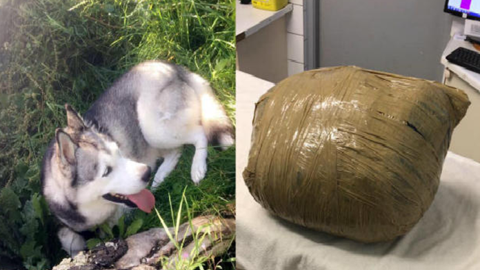 Mujer deja a su perro en una guardería; lo recibe muerto en una bolsa