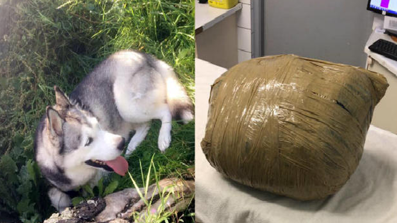 Mujer deja a su perro en una guardería; lo recibe muerto en una bolsa Mujer deja a su perro en una guardería; lo recibe muerto en una bolsa
