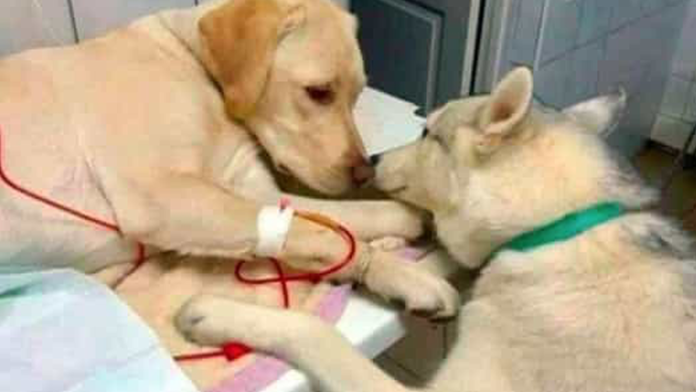 Perro entrenado para ‘consolar’ a pacientes de veterinaria se vuelve viral en redes 