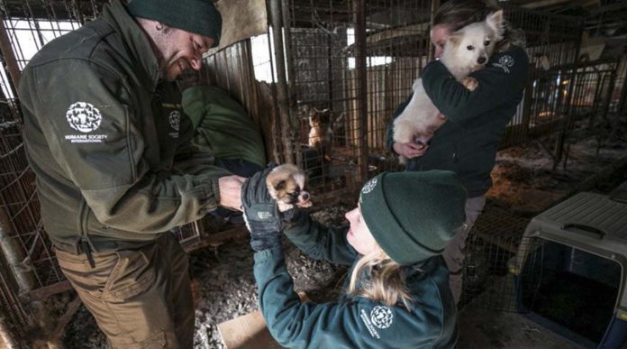 Rescatan alrededor de 200 perros que iban a ser sacrificados en un festival