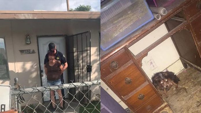 Mujer que tiró siete cachorros a la basura tenía 38 perros más en su casa