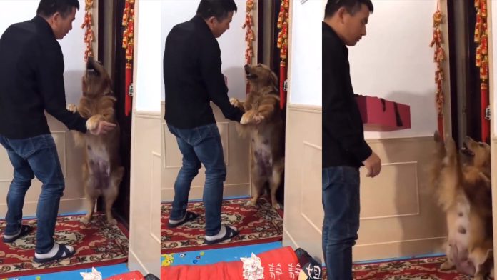 Perrita suplica a su dueño que no se lleve a sus cachorros