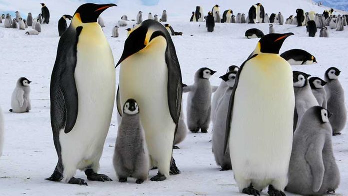 Pingüino emperador ya no se reproduce por el cambio climático