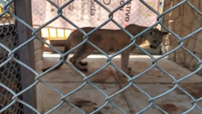 Profepa rescata a puma de un domicilio en San Luis Potosí