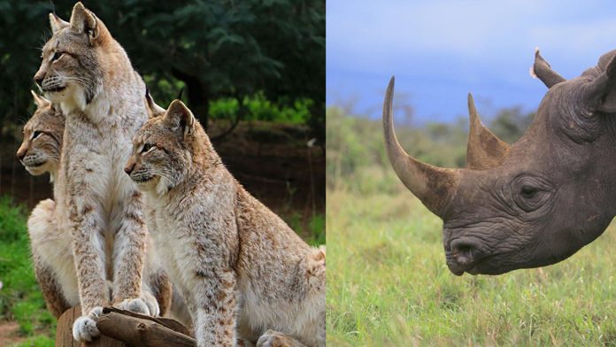 La tierra entró en la sexta extinción masiva de especies por culpa del ser humano