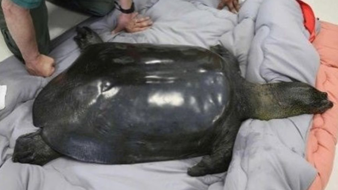 Muere la última tortuga hembra de caparazón blando