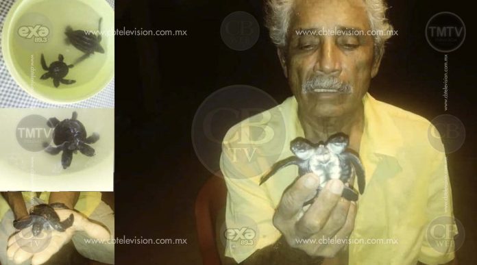 Nace tortuga con dos cabezas