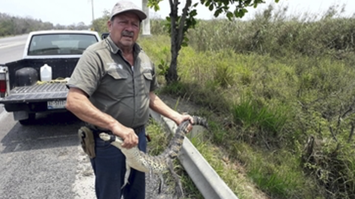 Reintegra Profepa un cocodrilo y una boa constrictor a su hábitat y recibe tres venados cola blanca en Tamaulipas