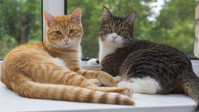Buscaba adoptar gatos para torturarlos y asesinarlos