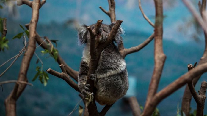 Declaran al koala como funcionalmente extinto