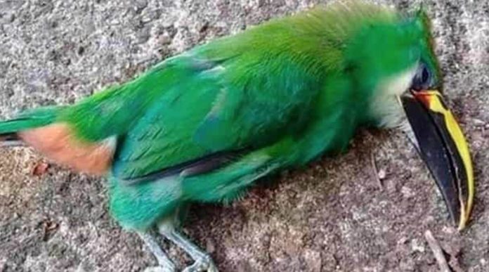 Debido a las altas temperaturas cientos de aves caen muertas en San Luis Potosí