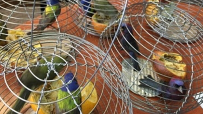 Profepa asegura 19 aves en Culiacán