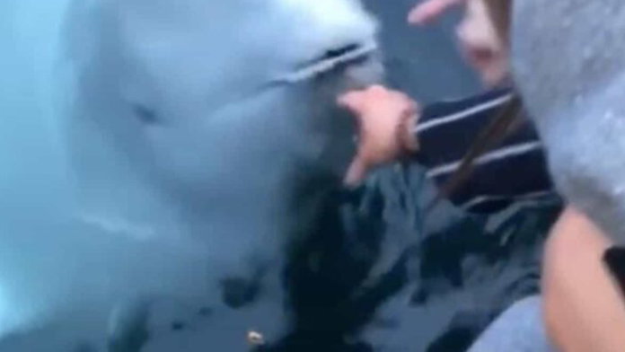 VIDEO: Más honesta que muchos humanos; ballena recupera iPhone que cayó al mar