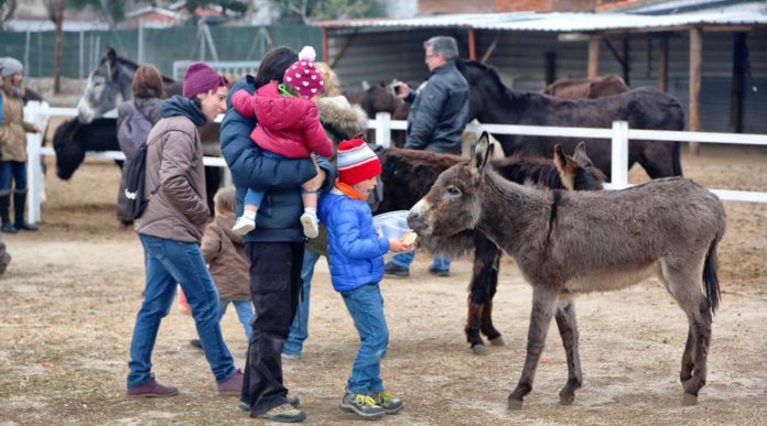 Los burros también en peligro de extinción, conoce el santuario de estos animalitos rescatados de la tristeza