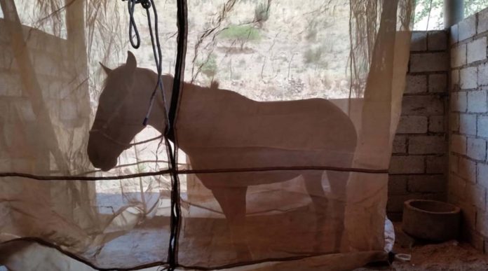 Alertan por Virus de Encefalitis Equina del Oeste
