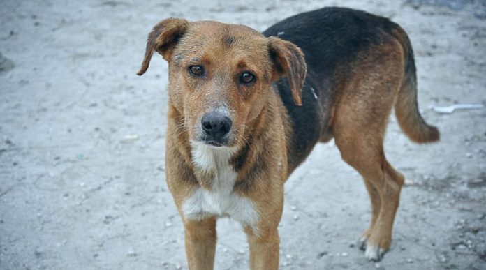 Por robar un pedazo de carne matan a golpes a un hambriento perrito