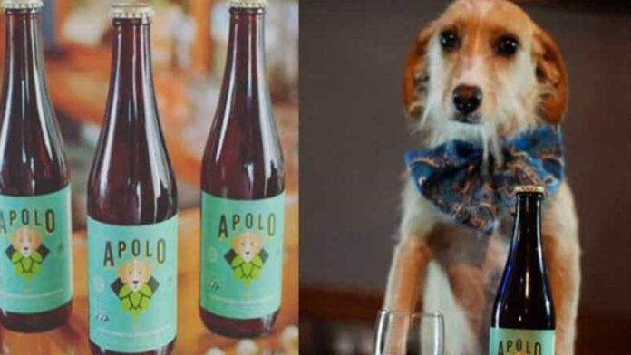 “Apolo”, la cerveza mexicana que ayuda a perros de la calle
