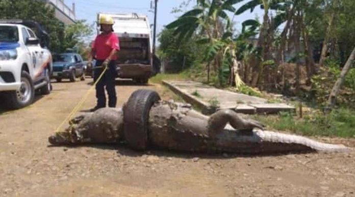 Cocodrilo termina muerto por atorarse en una llanta en canal de Veracruz