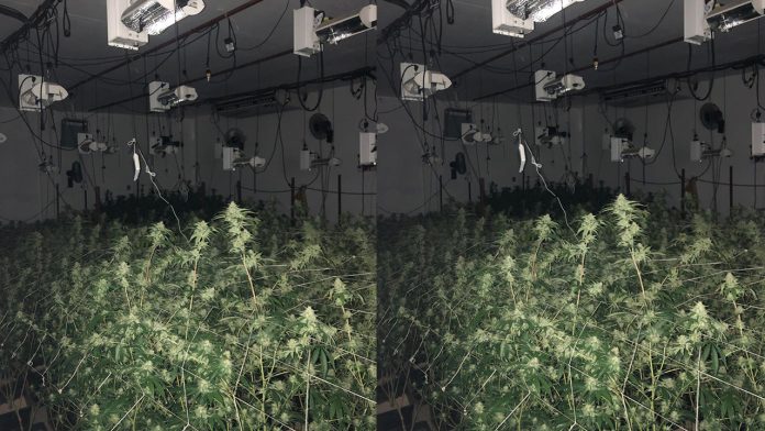Encuentran invernadero de marihuana en Estado de México