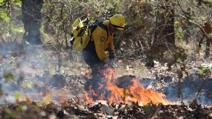 Cuidemos nuestros bosques; reporta incendios forestales