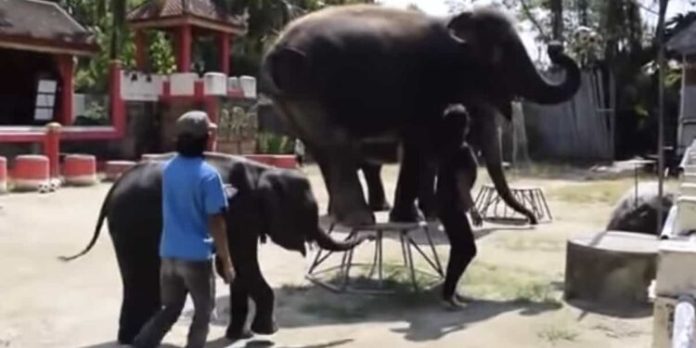 Muere bebé elefante tras ser obligado a bailar por horas para entretener turistas