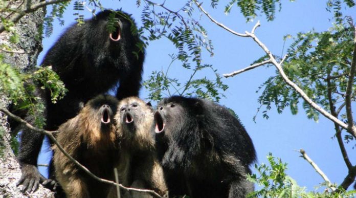 Monos aulladores de Veracruz son encontrados muertos debido al calor 