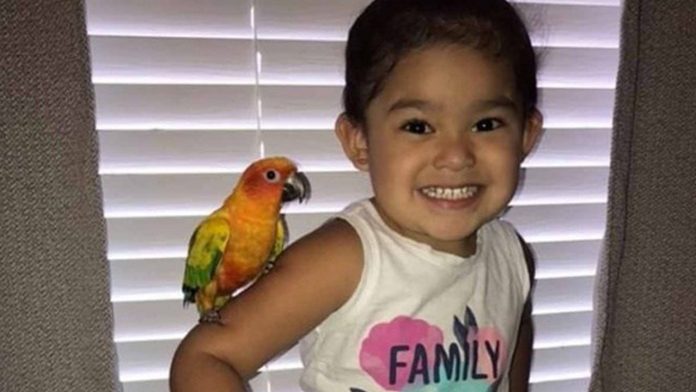 Niña entrena a un pájaro para que ataque a las personas cuando ella grite