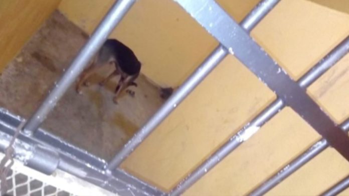 Perrito callejero muerde a una persona, autoridades lo encarcelan para dejarlo morir de hambre