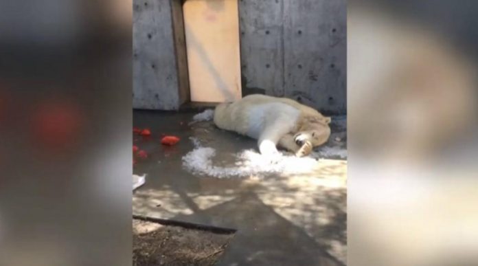 Video: Osa polar genera críticas al aferrarse al poco hielo que hay en su jaula
