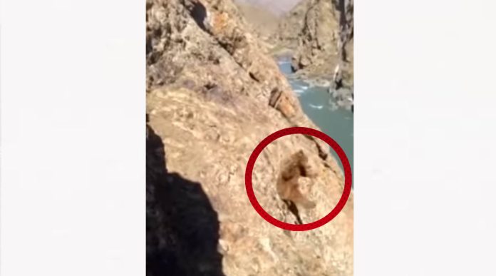 Video: Apedrean a un oso hasta hacerlo caer al precipicio